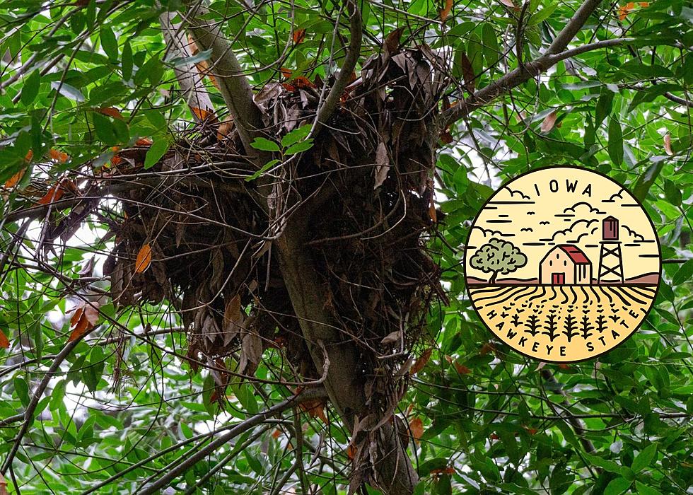 That Ball Of Leaves In Your Iowa Tree Is Not A Birds&#8217; Nest