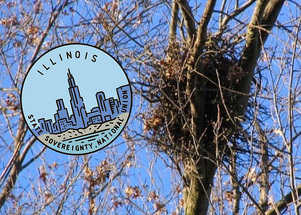 That Ball Of Leaves In Your Illinois Tree Is Not A Birds&#8217; Nest