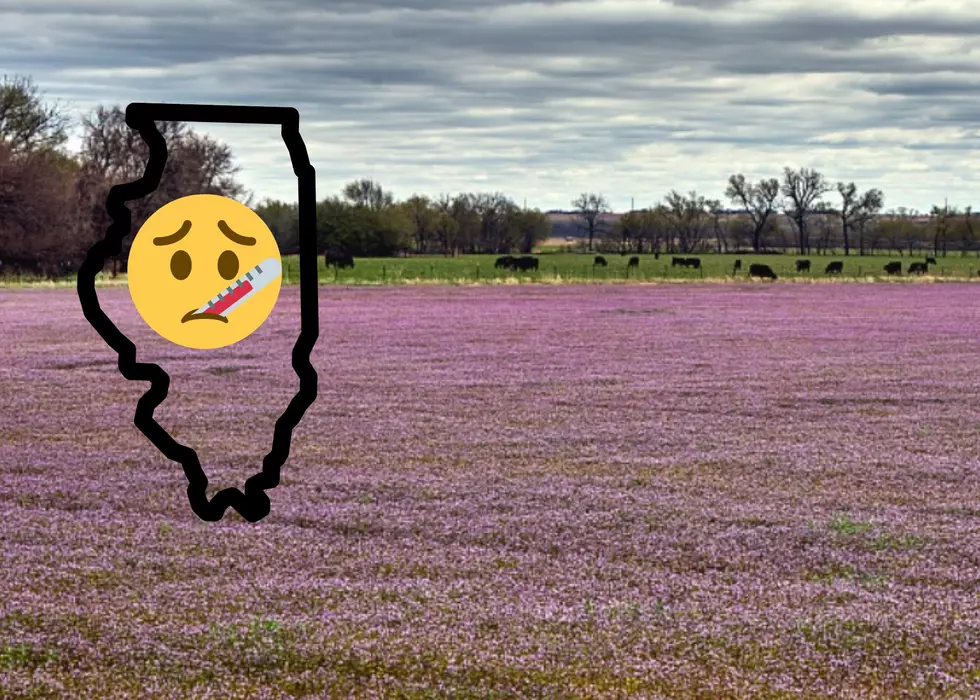 These Purple Flowers Popping Up All Over Illinois Can Make You Very Sick