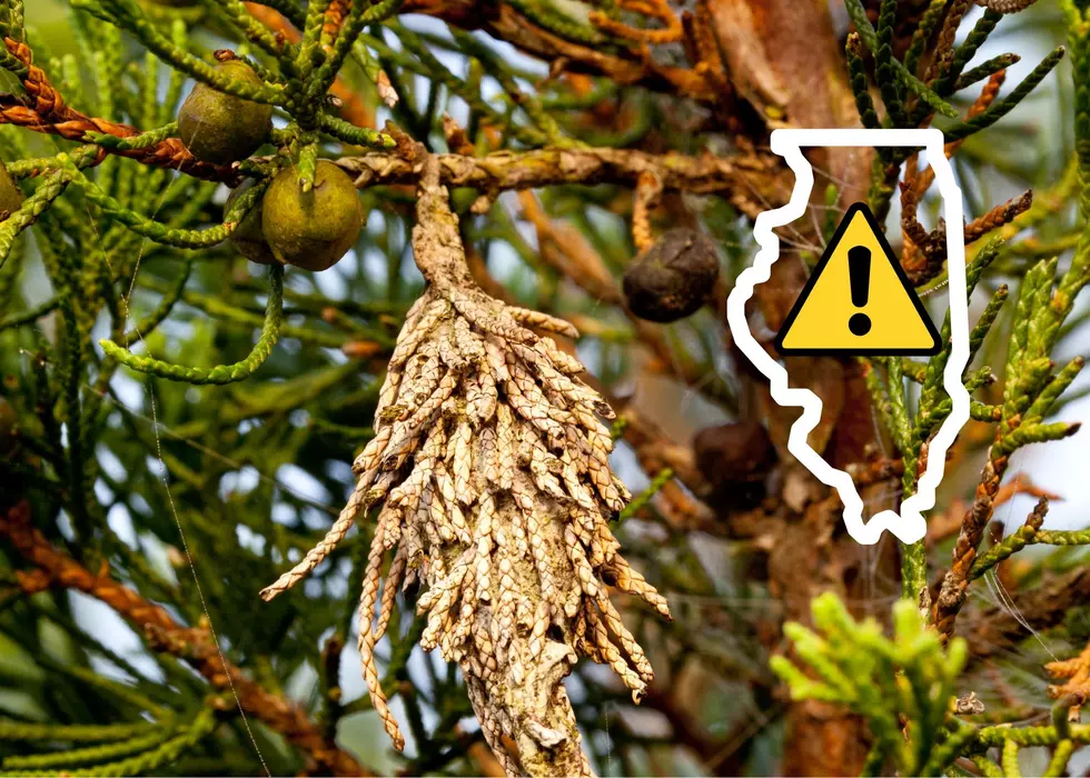 Here’s What To Know About The Dangerous Cocoon Popping Up In Illinois Trees