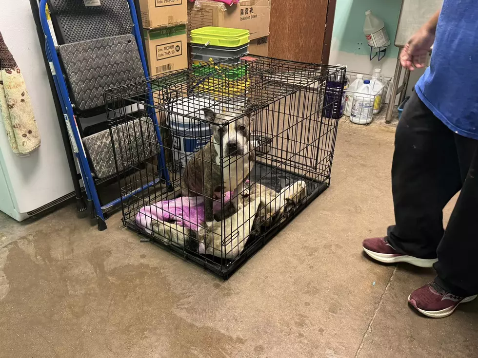Humane Society of Scott County via Facebook
