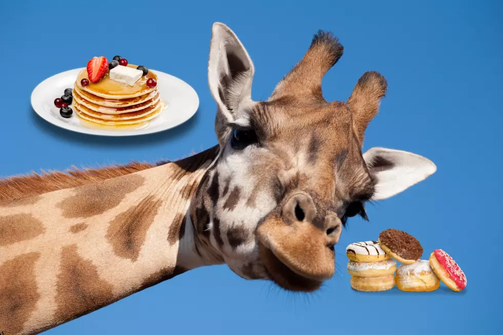 Popular Illinois Zoo Invites You To Have Breakfast With A Giraffe