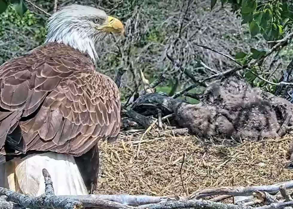 Baby Eagles At Eastern Iowa Factory Named Caitlin And Clark