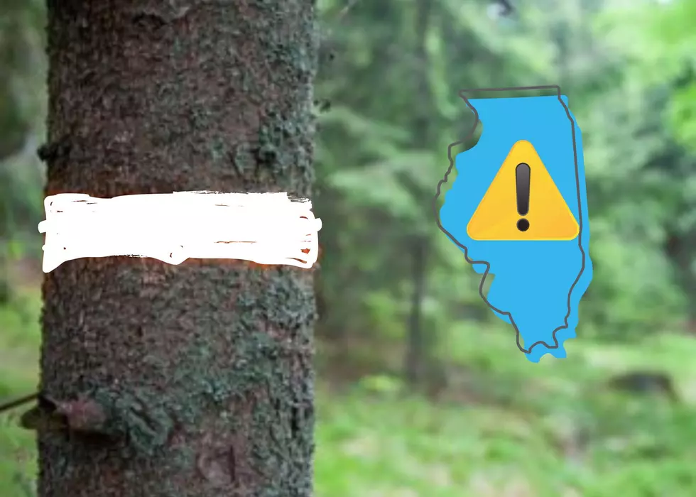 If You See A White Circle Painted On An Illinois Tree, Be Very Careful