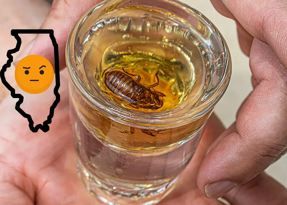 An Illinois Brewery Really Made A Cicada-Infused Liqueur
