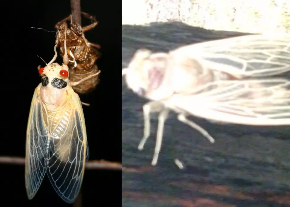 You Will Not Believe The Legends About White Cicadas In Illinois