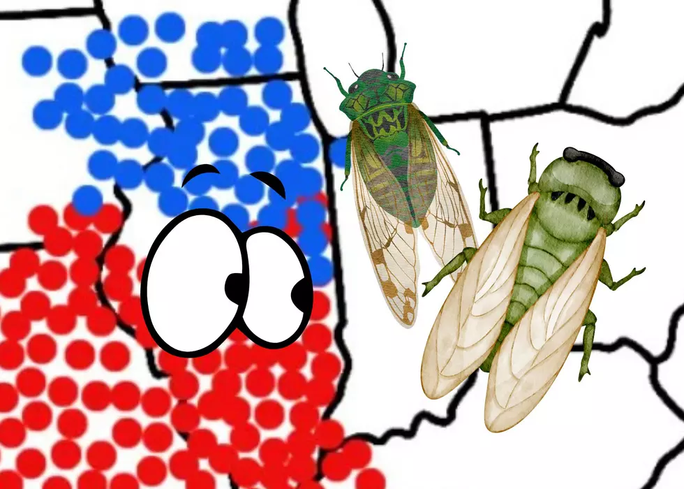 If Cicadas Are All Over Illinois, Why Don&#8217;t I Hear Them?