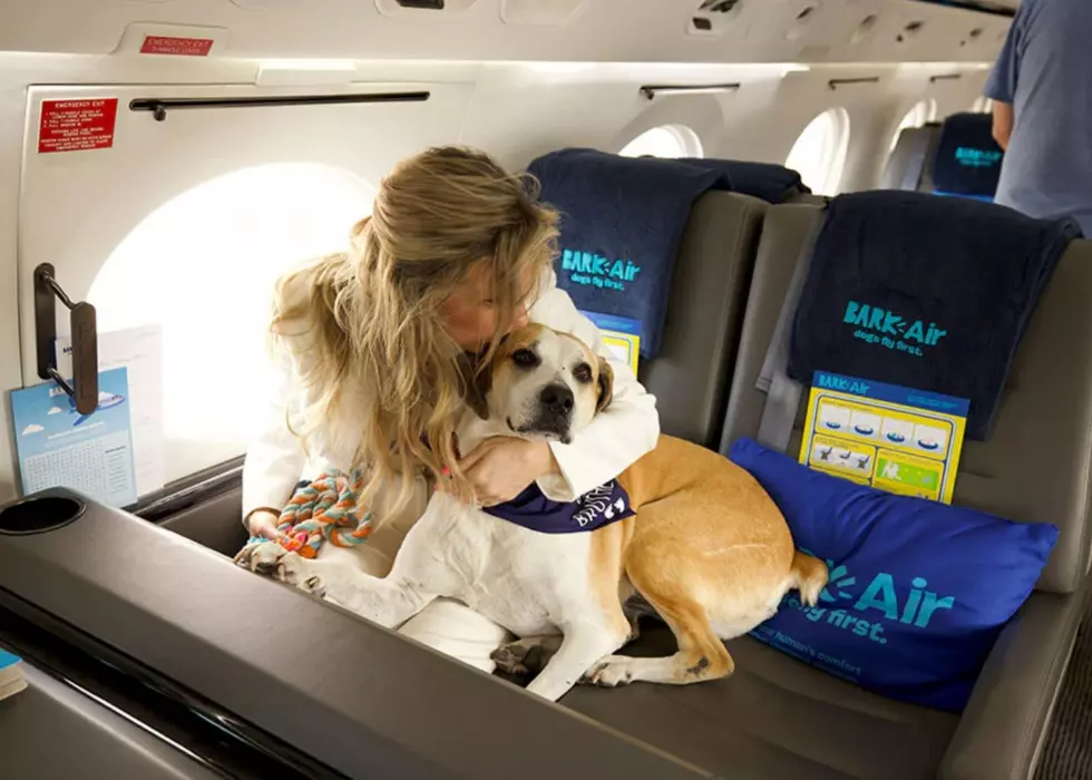 New Airline Designed For Dogs Now Operating Out Of This Illinois Airport