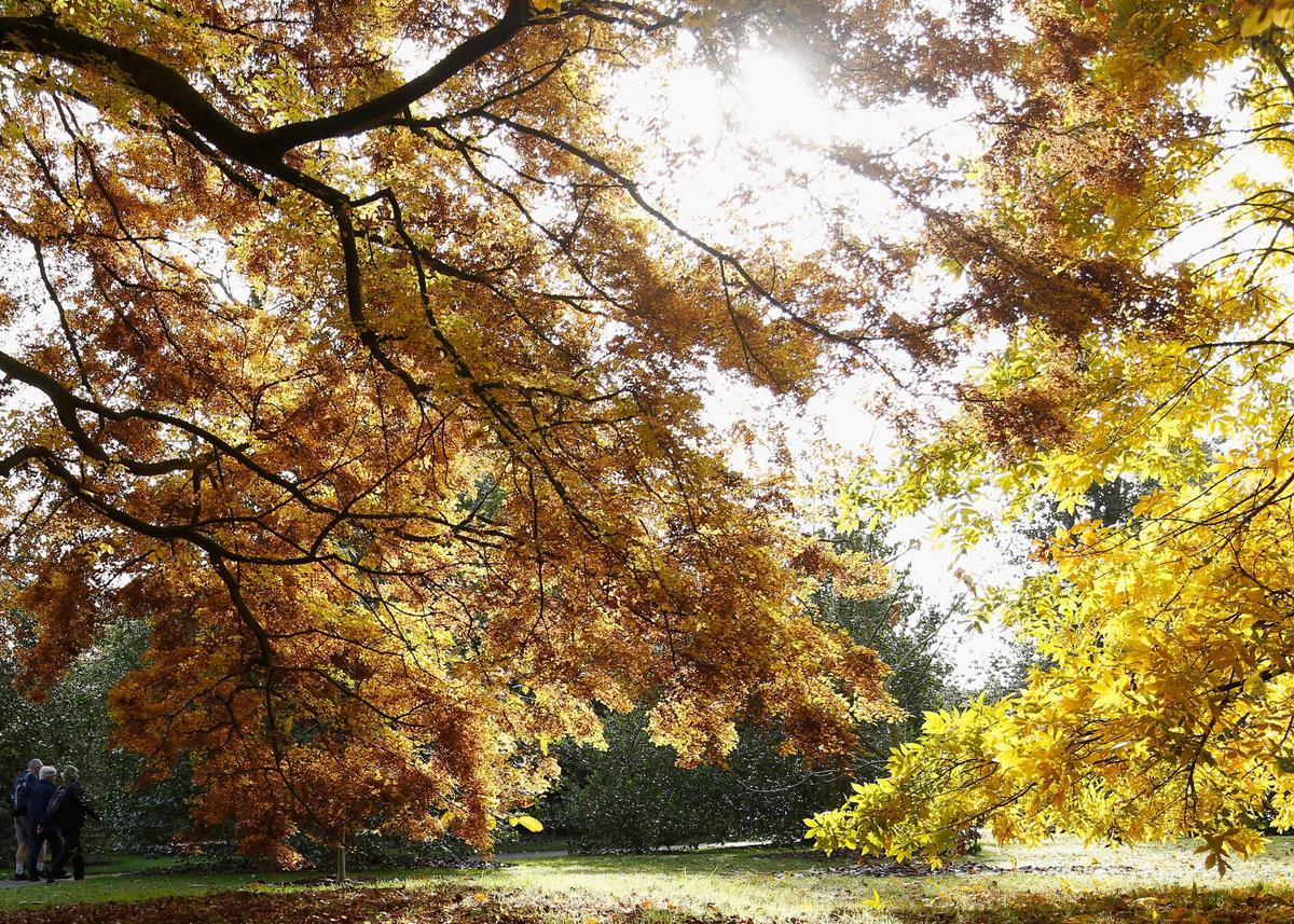 When Will Fall Foliage Peak In 2025 For Illinois And Iowa?