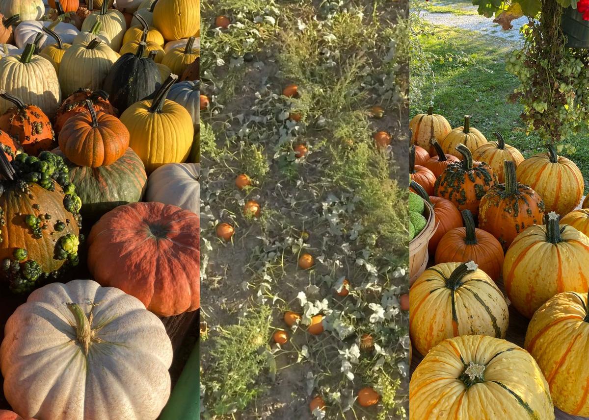 Fall 2025’s Complete Guide To Pumpkin Patches In Western Illinois And Eastern Iowa