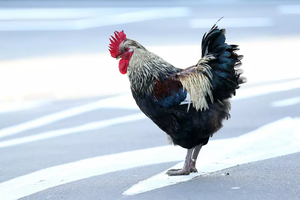 Why Did The Chicken Cross The Chicago Expressway? Illinois Police Had The Punchline