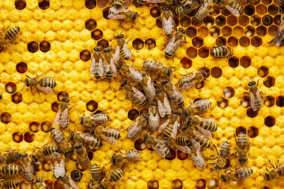 Critical Legislation: There Is Now An Official Illinois State Bee