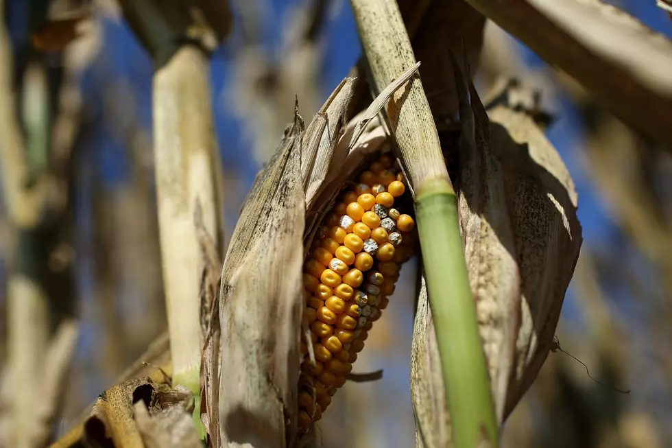 Osceola County, Iowa Now Home To Iowa’s Tallest Ear Of Corn