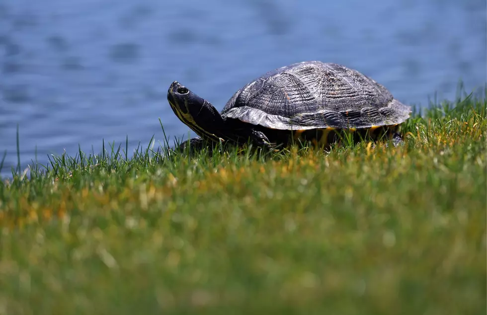 Ankeny Man Faces Over 100 Charges In Turtle Trafficking, Poaching Case