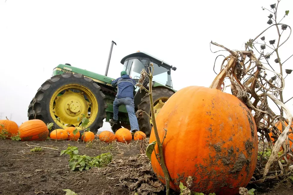 Illinois Voted State With The Best Pumpkin Patches