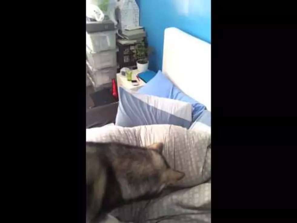 How to Wake Up Someone With A Laser Pointer and A Dog [VIDEO]