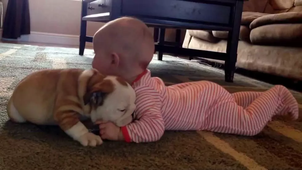 Bulldog Puppy vs Baby