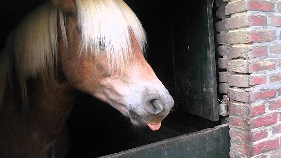 Mouth Farting Horse