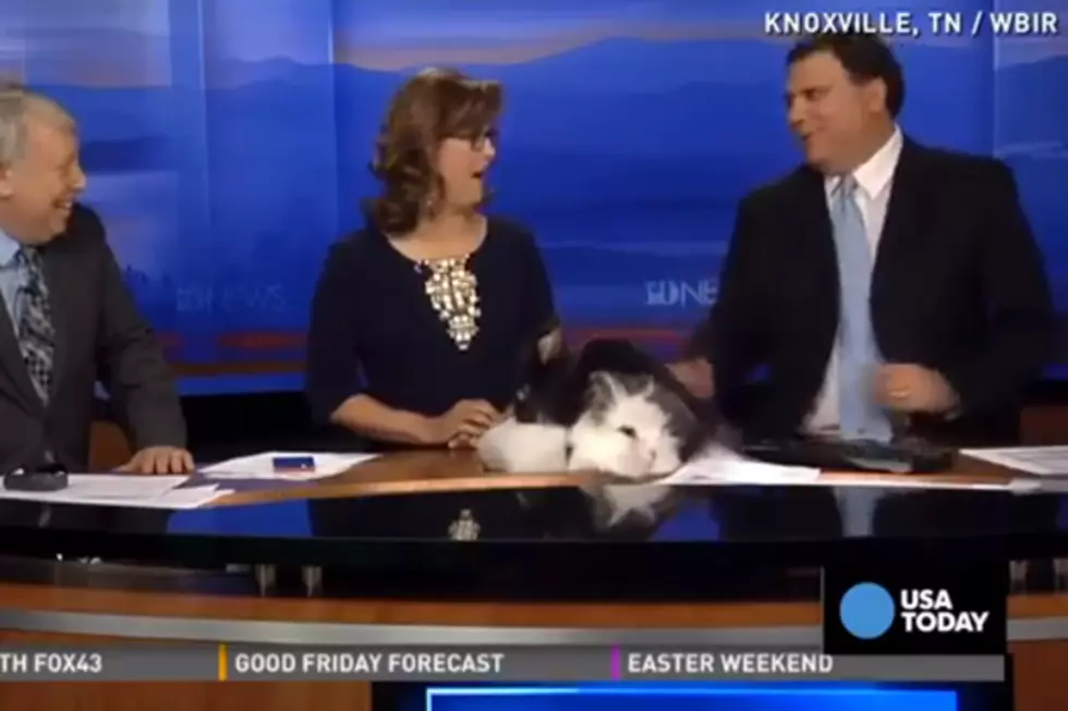 Rabbits Interrupt Newcast By Getting It On
