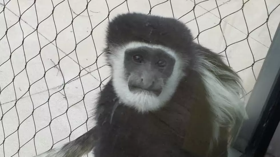 Drunk Monkey to Spend Life Behind Bars