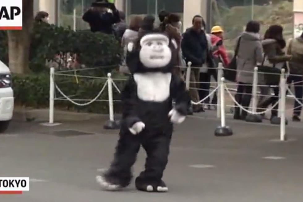 A Zoo Mistakenly Shot a Guy in a Gorilla Suit With a Tranquilizer Dart