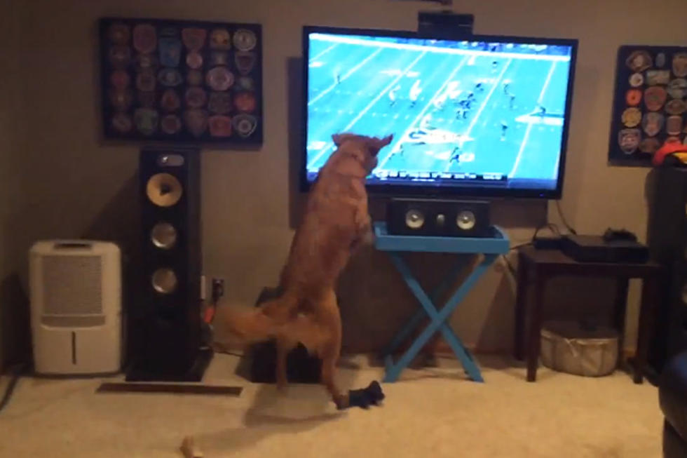 Dog is Excited for the Return of Football Season