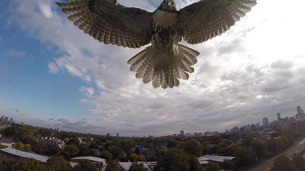 Hawk Attacked a Remote Control Drone and Knocked It Out of the Sky