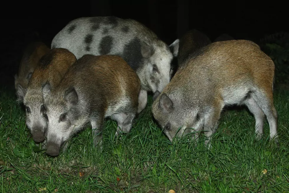 A Neighborhood in Florida May Cancel Halloween Due to Wild Hogs Addicted to Candy