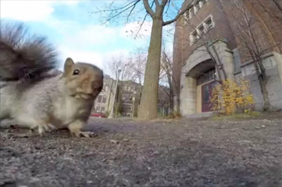 A Squirrel Stole a Guy&#8217;s GoPro, and Dropped It From a Tree