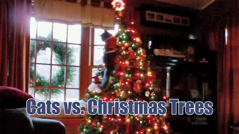 Place Your Bets: Cats Versus Christmas Trees