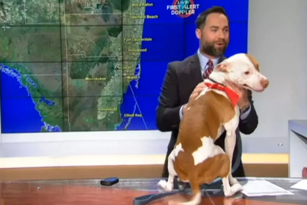 A Dog Jumped on a Weatherman&#8217;s Desk in the Middle of His Forecast