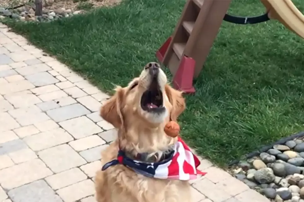 Watch This Dog That&#8217;s Terrible at Catching Food