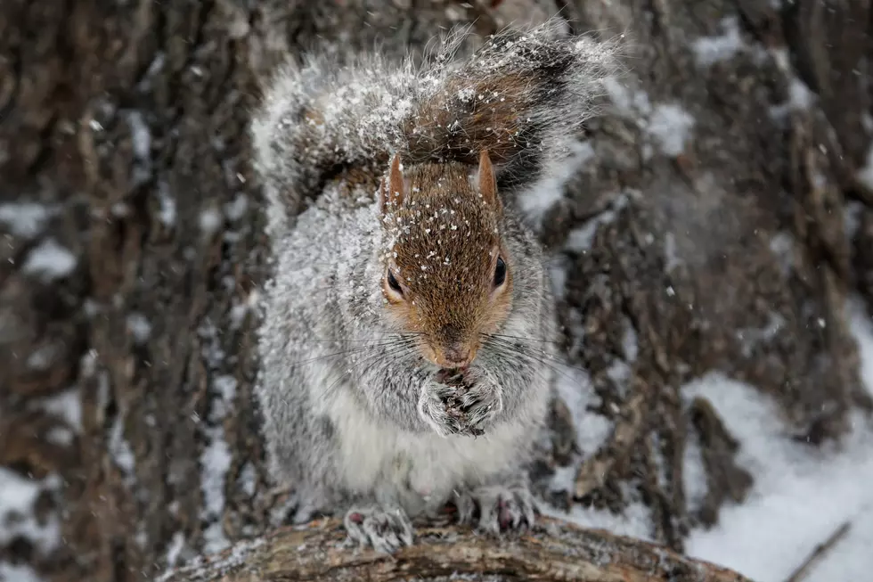 Drunk Squirrel Can Not Find His Way Home