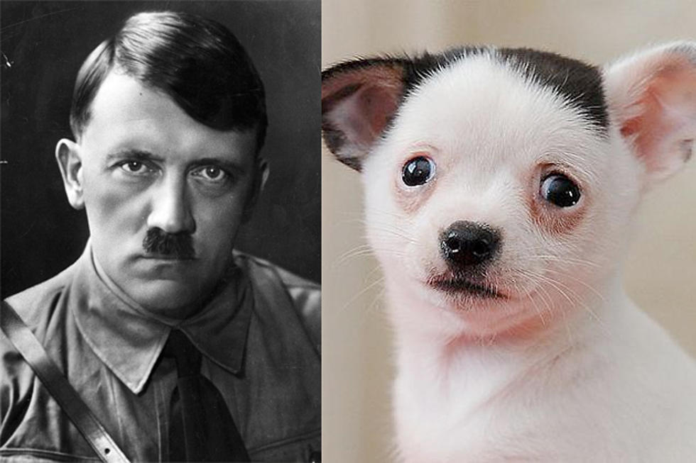 Meet Adolf, the Adorable Puppy that Happens to Look Like Hitler