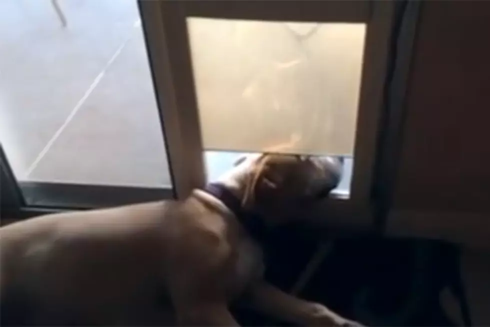 Dog Gets Head Stuck in an Automatic Doggy Door