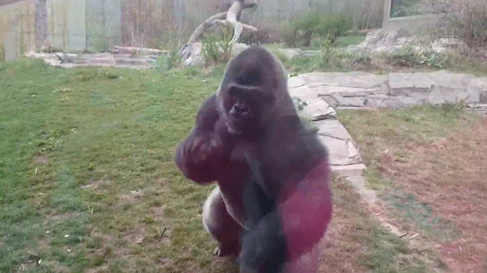 Three Inches of Glass Saves Family From Furious Silverback Gorilla