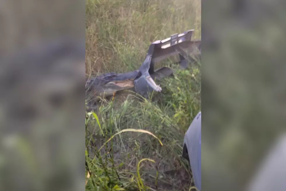 Angry Alligator Rips Off a Guy’s Bumper After Being Taunted