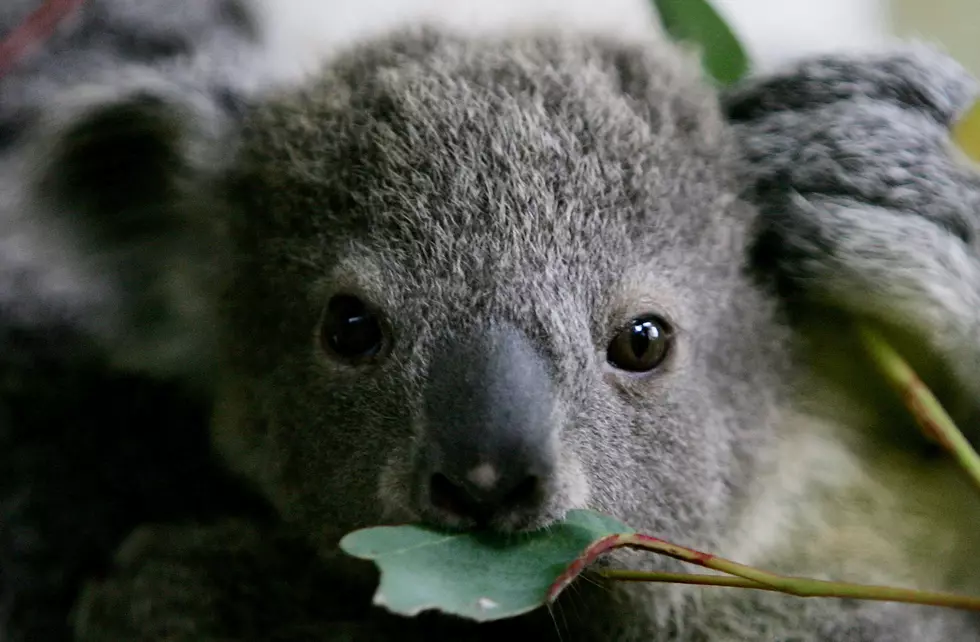 Curious Koala Takes a Midnight Stroll Around a Hospital