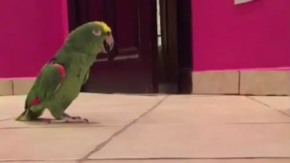 This Parrot&#8217;s Maniacal Laugh Will Give You Chills