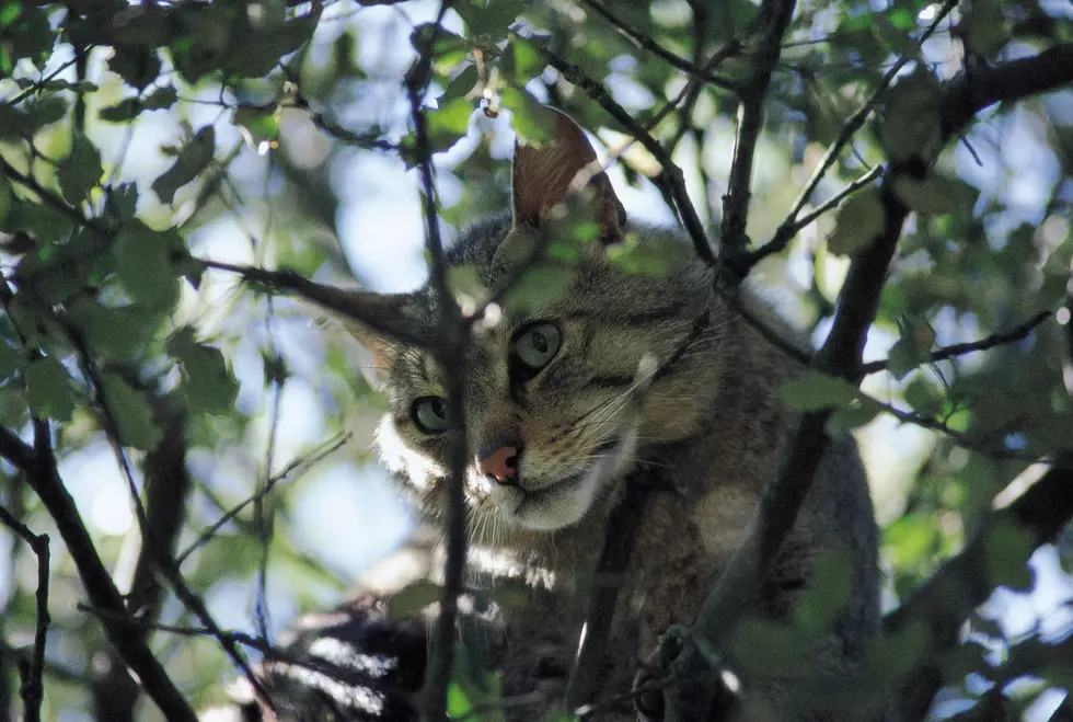 Woman Gets Stuck 80 Feet Up in a Tree Trying to Rescue Her Cat