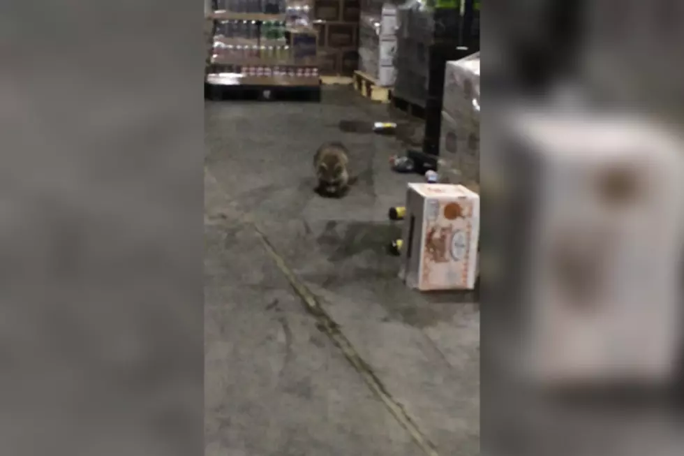 Raccoon Broke Into a Beer Distributor and Got Drunk