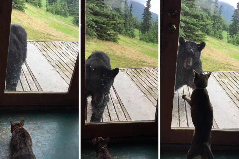 Small House Cat Scares Off Big Bear