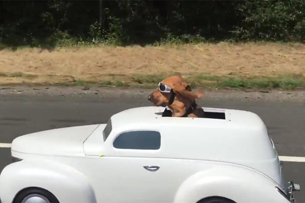 Dog Cruises Around in His Own Ride