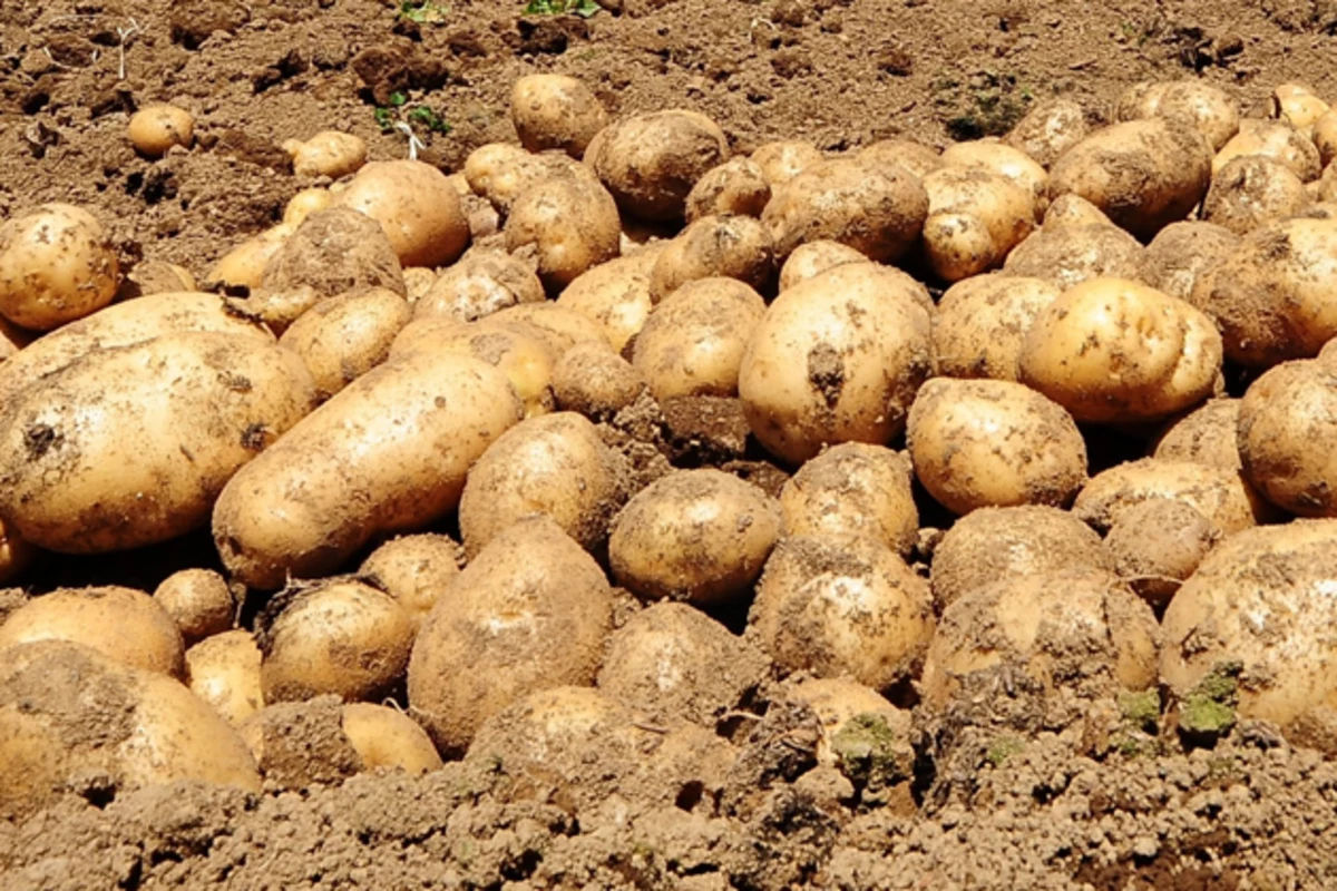 Картофель конкурент. Картошка. Картошка етиштириш. Картошка в земле. Поле картофеля.