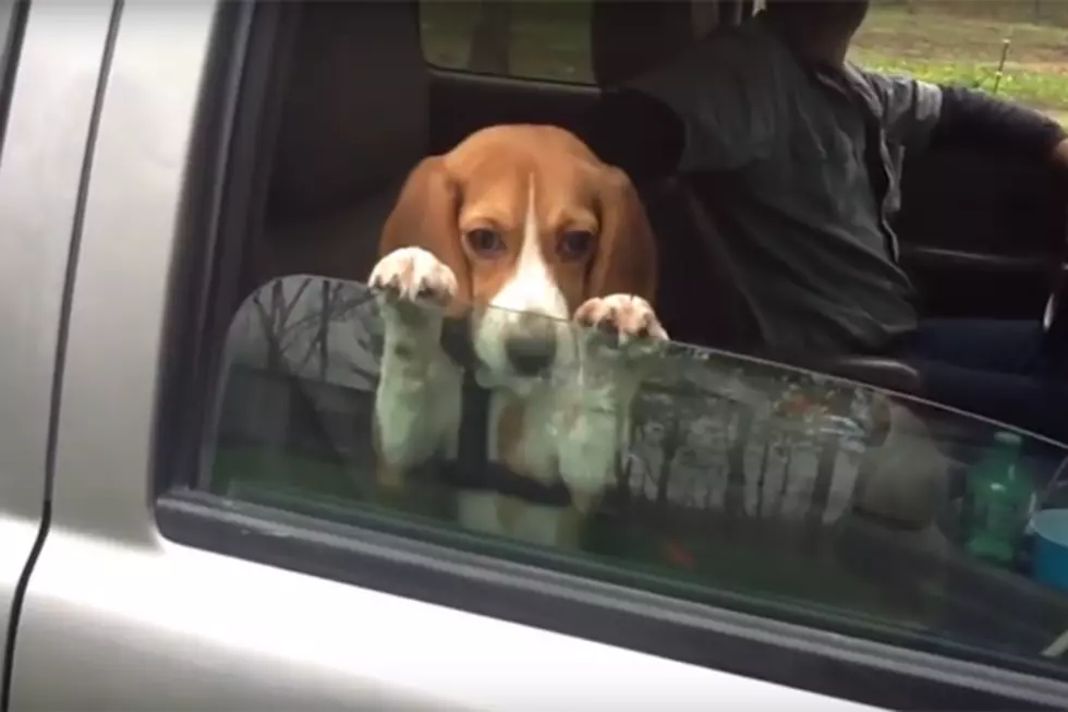 Beagle Puppy Hangs on to Car Window No Matter What