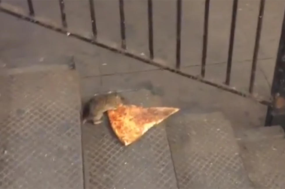 Hungry Rat Tries to Run Off with an Entire Piece of Pizza