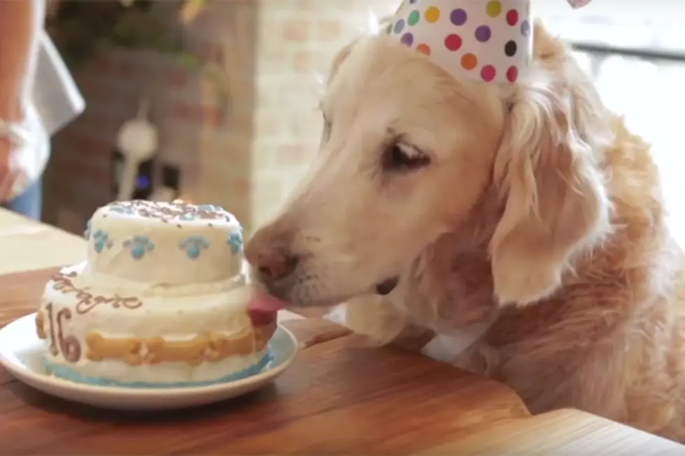 The Last Living 9/11 Service Dog Celebrated Her 16th Birthday