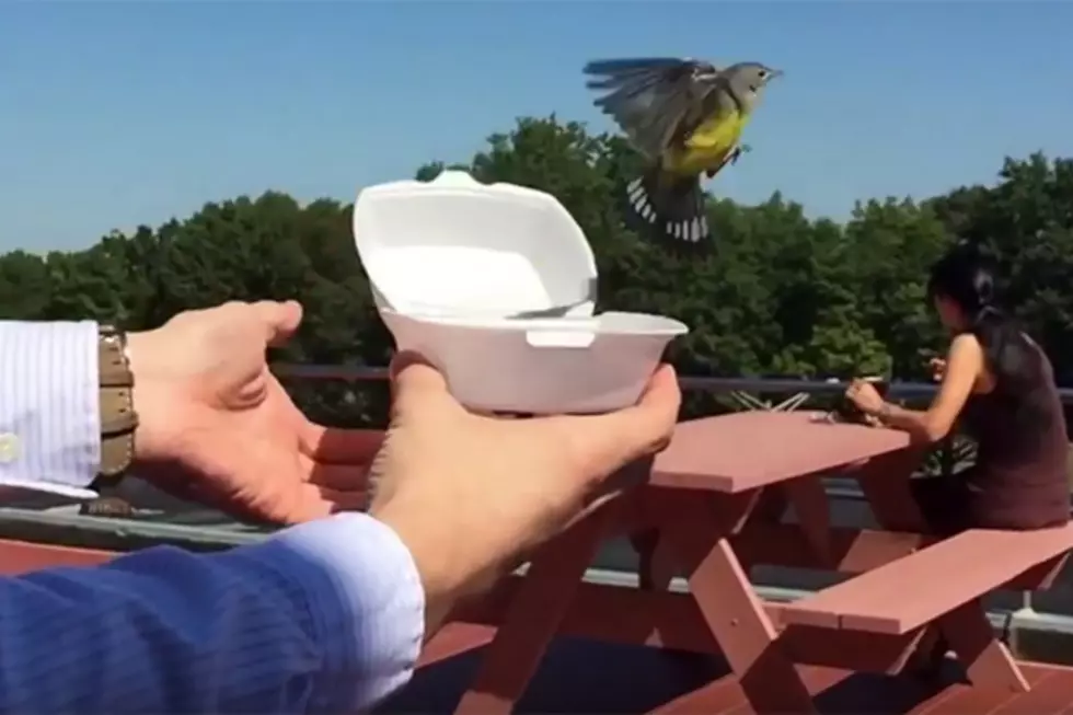 Bird Release Does Not Go As Planned
