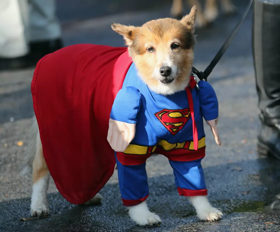 The Five Most Popular Pet Costumes For 2015