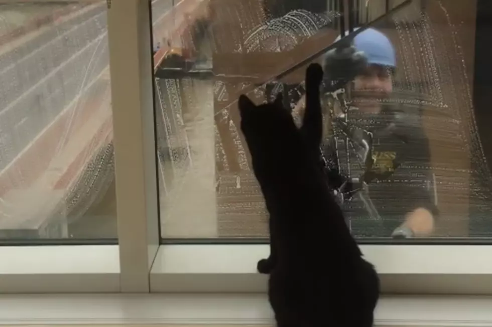 Watch a Window Washer Become a Kitten&#8217;s New Best Friend [VIDEO]